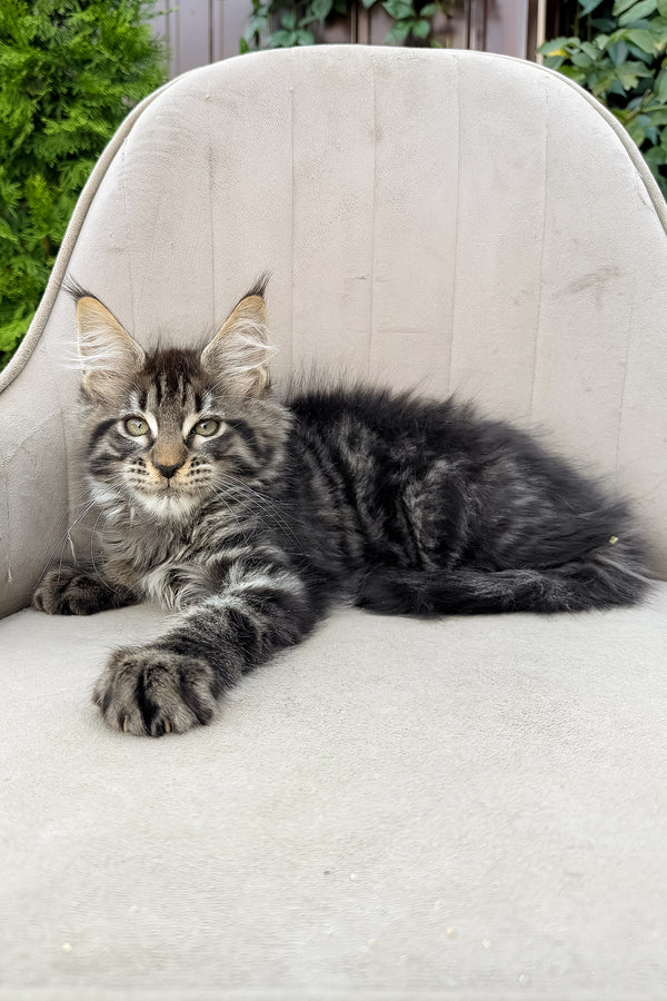Felix | Maine Coon Kitten