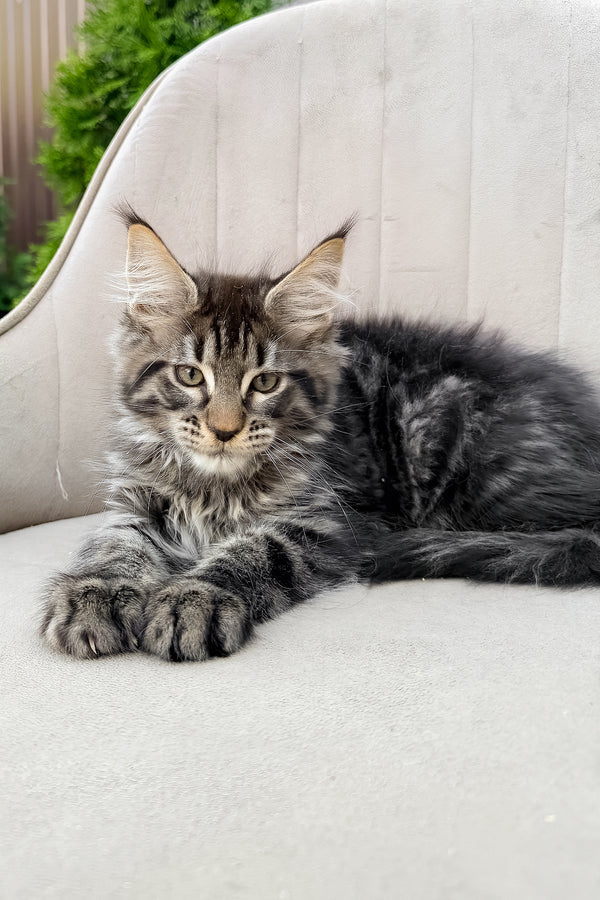 Felix | Maine Coon Kitten