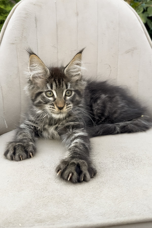 Felix | Maine Coon Kitten