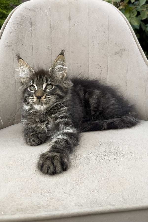 Felix | Maine Coon Kitten