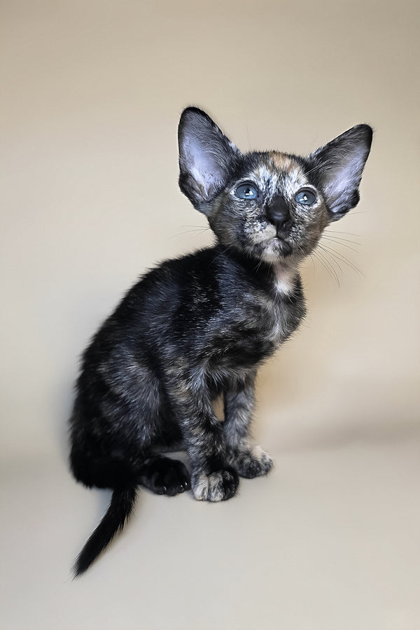 Fenja | Oriental Shorthair Kitten
