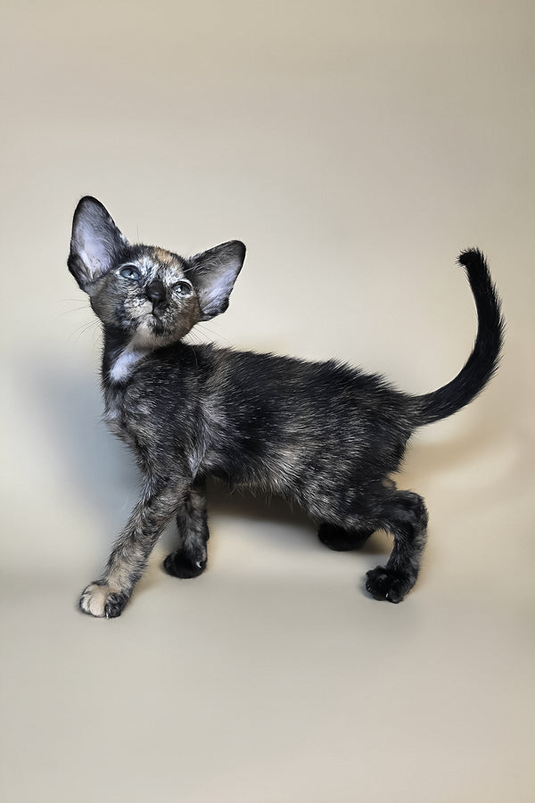 Fenja | Oriental Shorthair Kitten