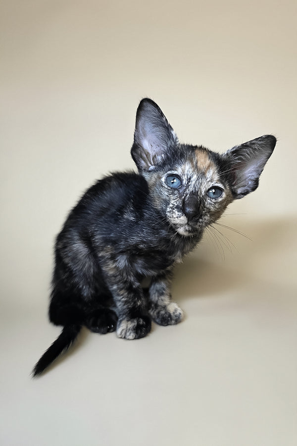 Fenja | Oriental Shorthair Kitten