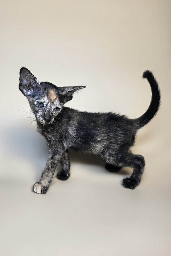 Fenja | Oriental Shorthair Kitten