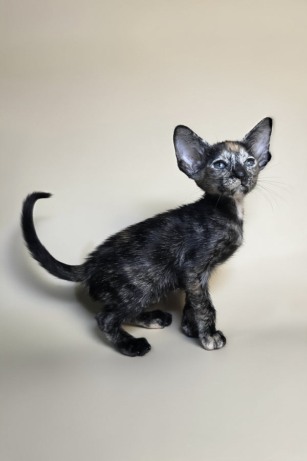 Fenja | Oriental Shorthair Kitten