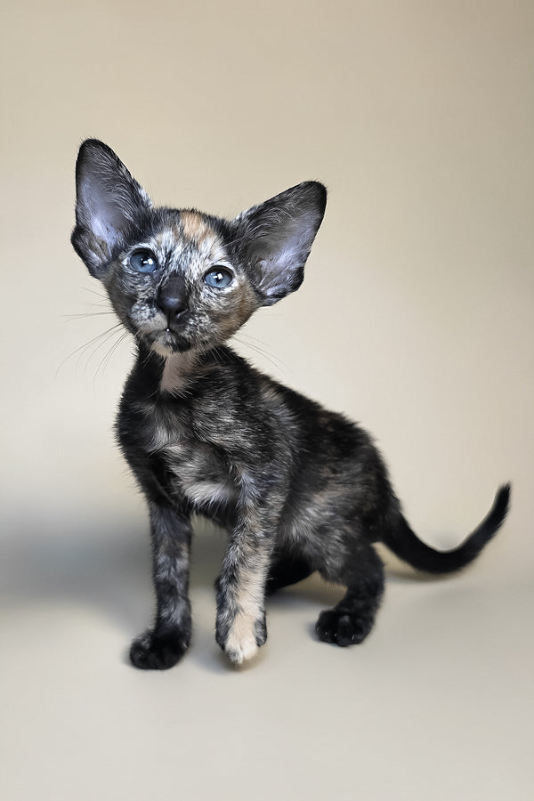 Fenja | Oriental Shorthair Kitten