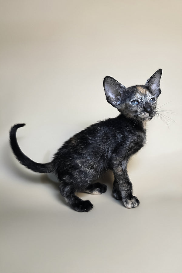 Fenja | Oriental Shorthair Kitten