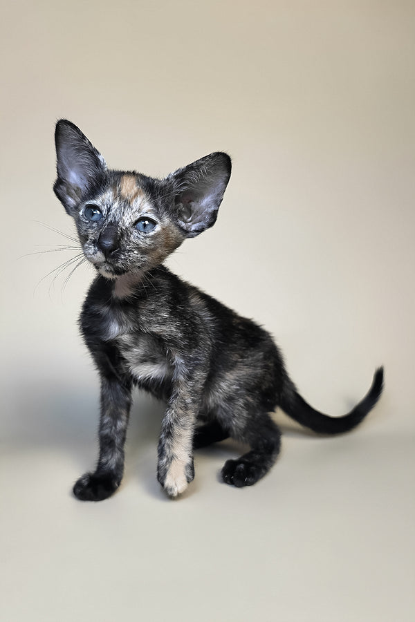 Fenja | Oriental Shorthair Kitten