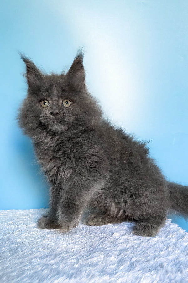 Faye | Maine Coon Kitten