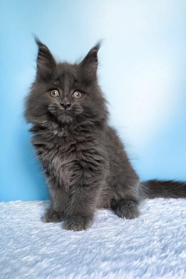 Faye | Maine Coon Kitten