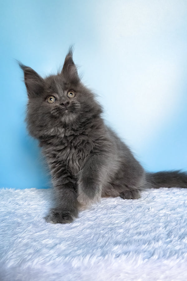 Faye | Maine Coon Kitten