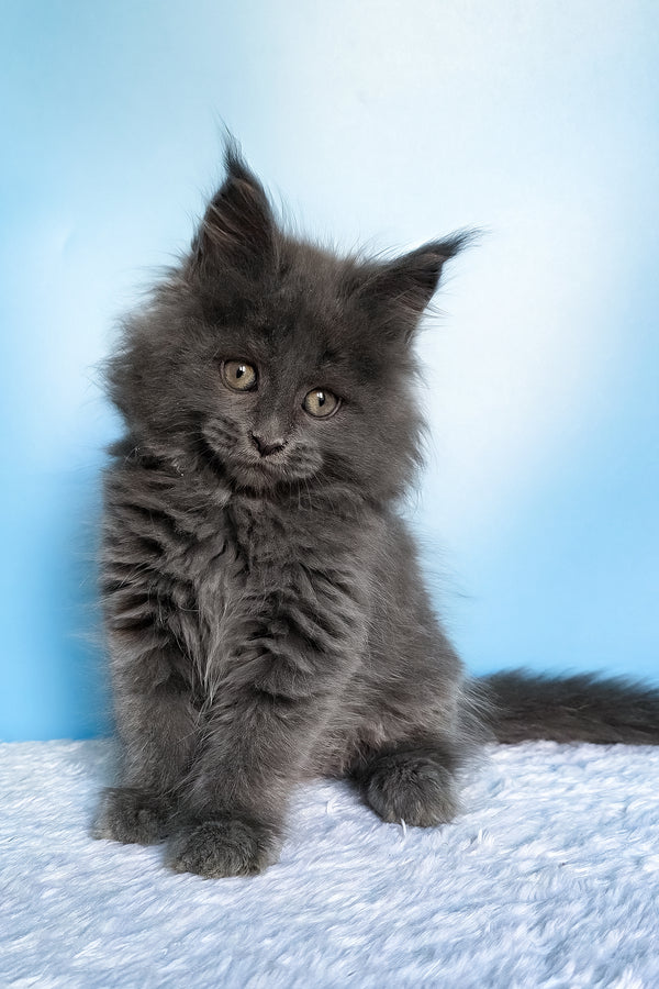 Faye | Maine Coon Kitten