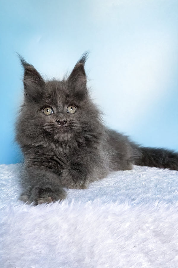 Faye | Maine Coon Kitten