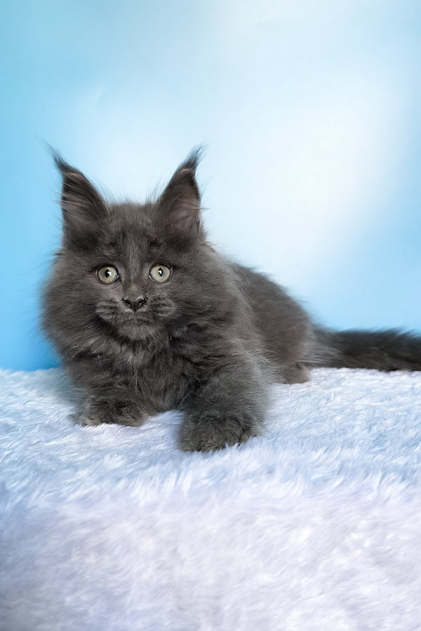 Faye | Maine Coon Kitten