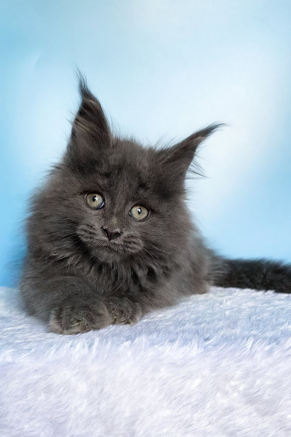 Faye | Maine Coon Kitten