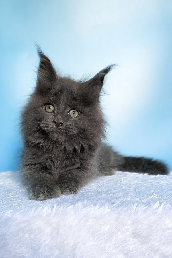Faye | Maine Coon Kitten