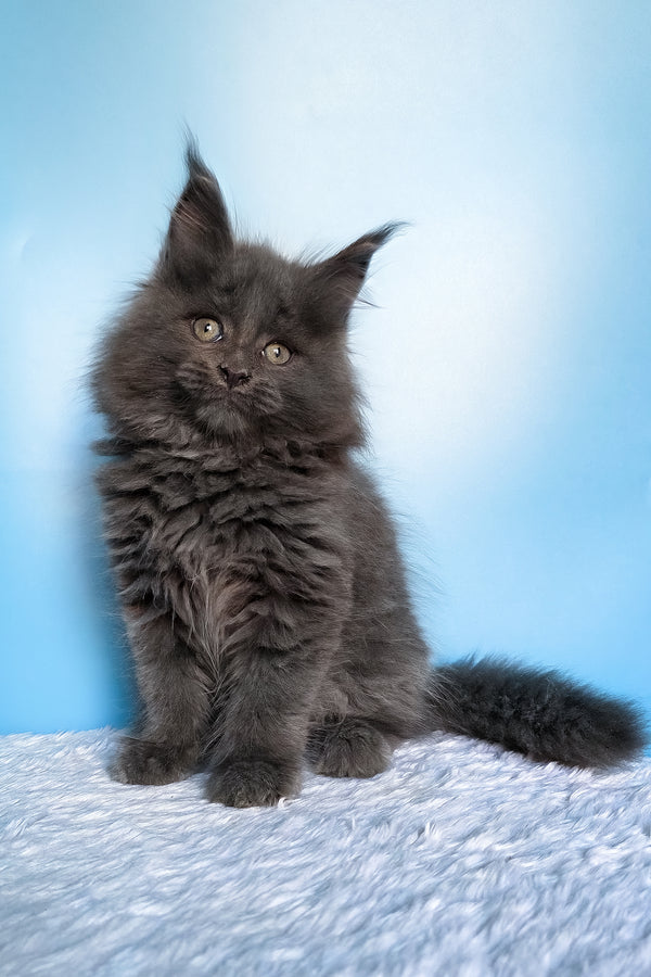 Faye | Maine Coon Kitten