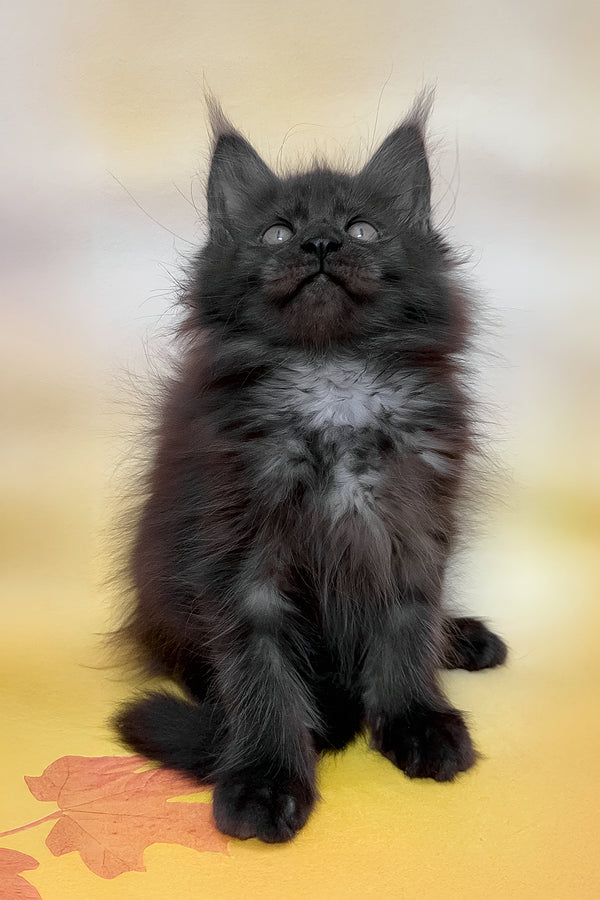 Feya | Maine Coon Kitten