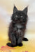 Feya | Maine Coon Kitten