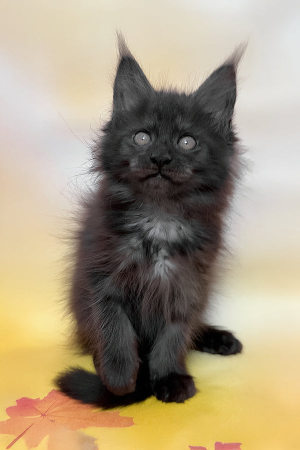 Feya | Maine Coon Kitten