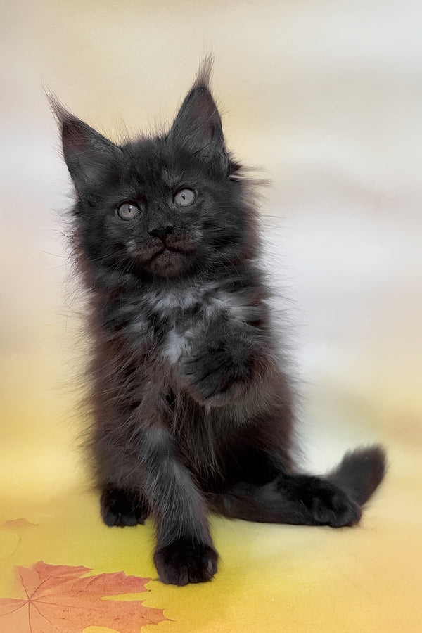Feya | Maine Coon Kitten