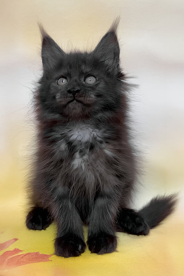 Feya | Maine Coon Kitten