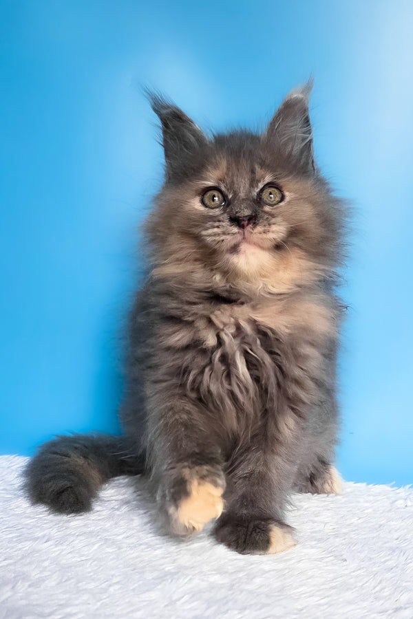 Fiona | Maine Coon Kitten
