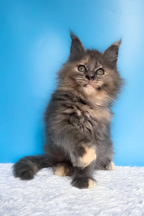 Fiona | Maine Coon Kitten