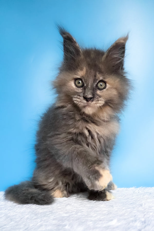 Fiona | Maine Coon Kitten