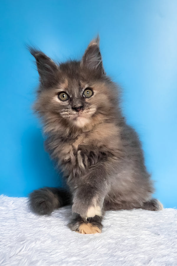 Fiona | Maine Coon Kitten