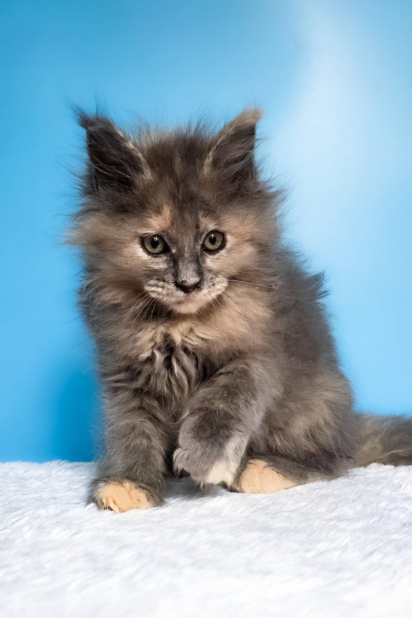 Fiona | Maine Coon Kitten