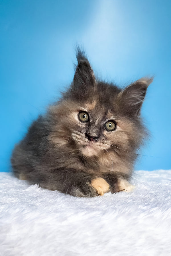 Fiona | Maine Coon Kitten