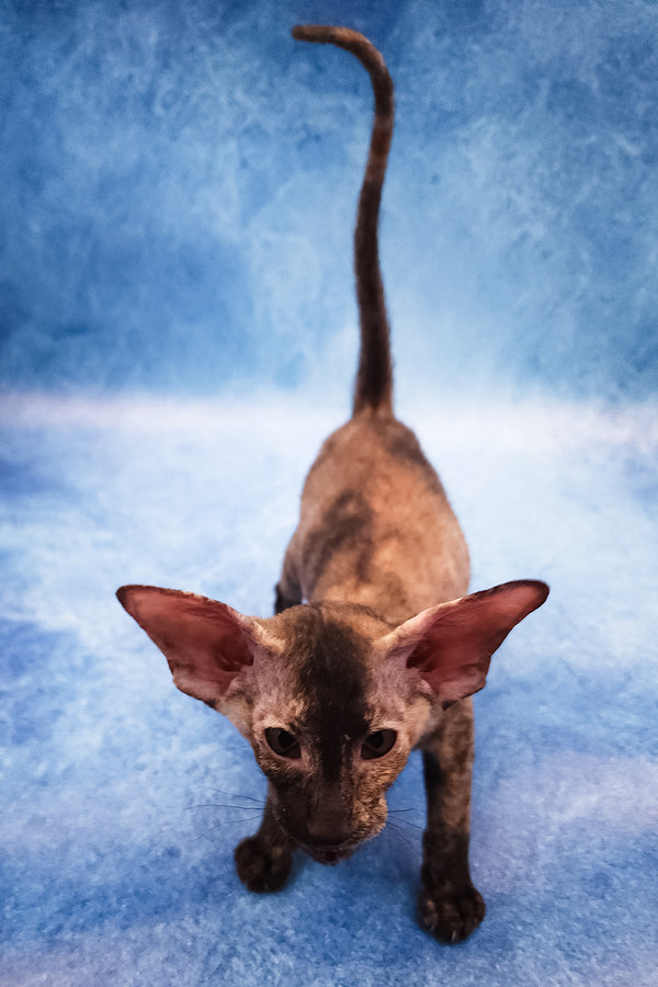 Fortune | Peterbald Kitten