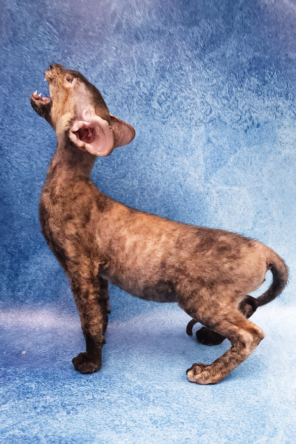 Fortune | Peterbald Kitten