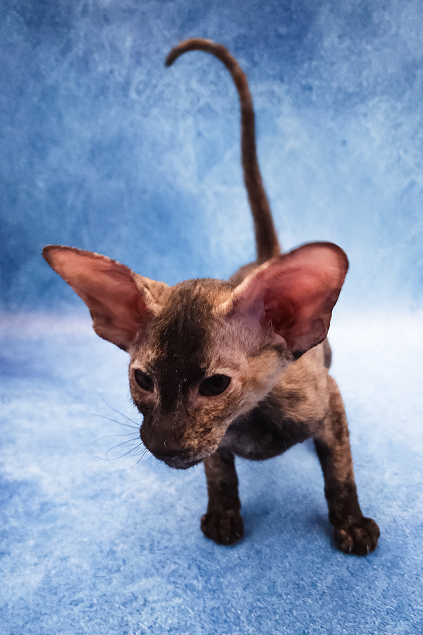 Fortune | Peterbald Kitten
