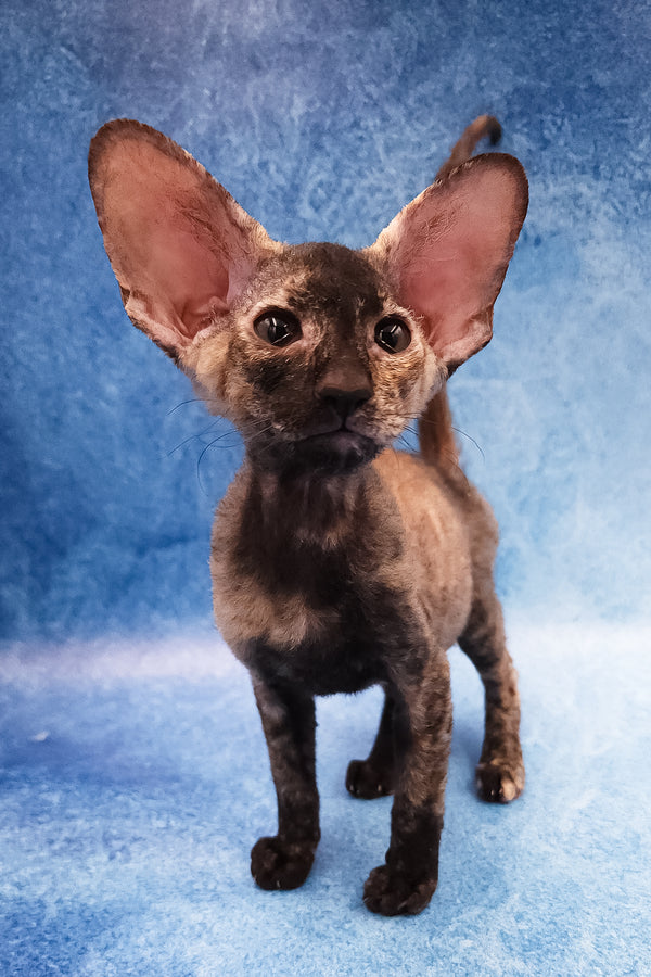 Fortune | Peterbald Kitten