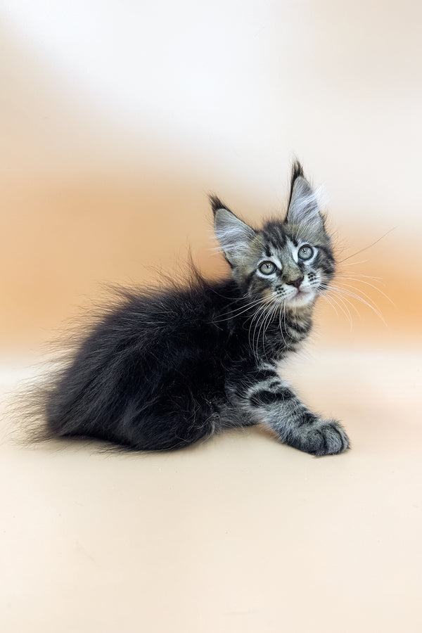 Gelli | Maine Coon Kitten