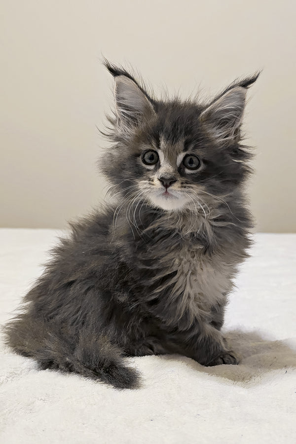 Gemera | Maine Coon Kitten