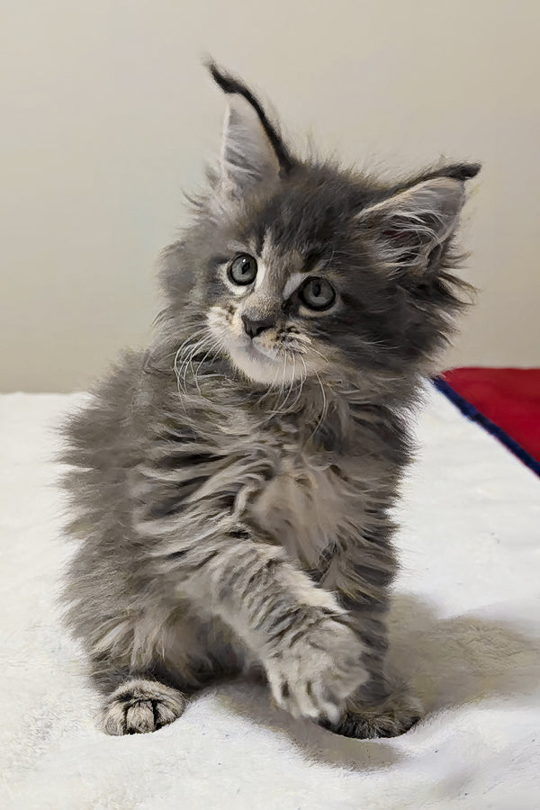 Gemera | Maine Coon Kitten