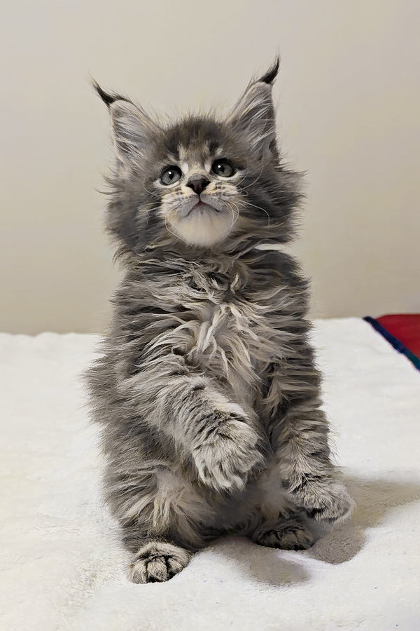 Gemera | Maine Coon Kitten