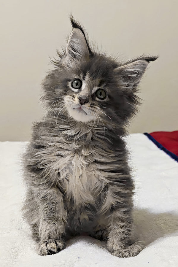 Gemera | Maine Coon Kitten