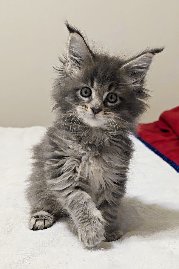 Gemera | Maine Coon Kitten