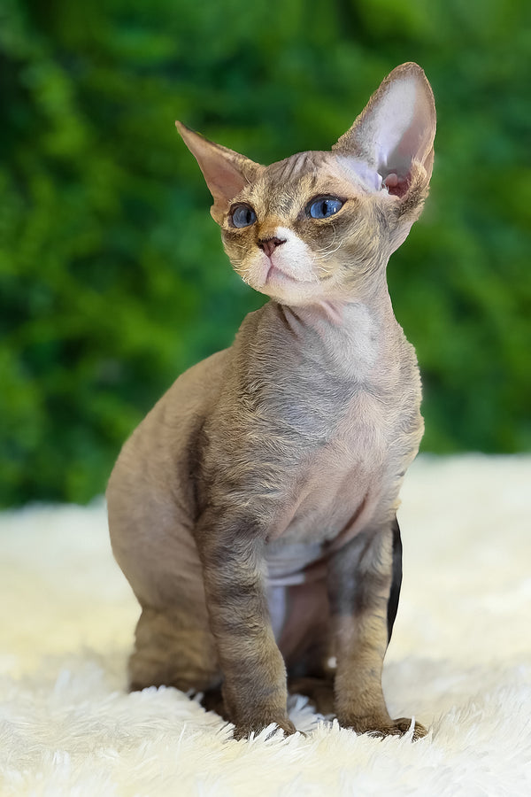 Glamour | Devon Rex Kitten