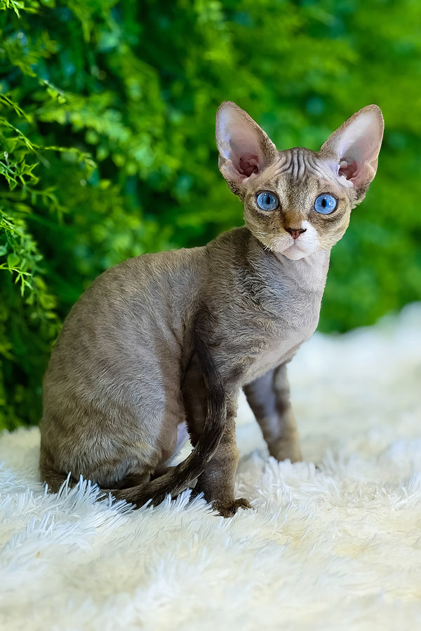 Glamour | Devon Rex Kitten