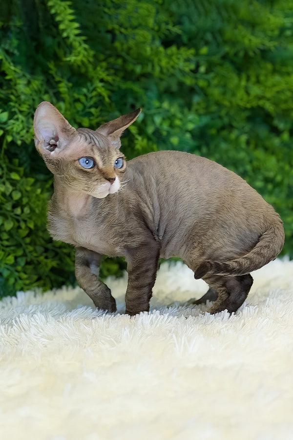Glamour | Devon Rex Kitten