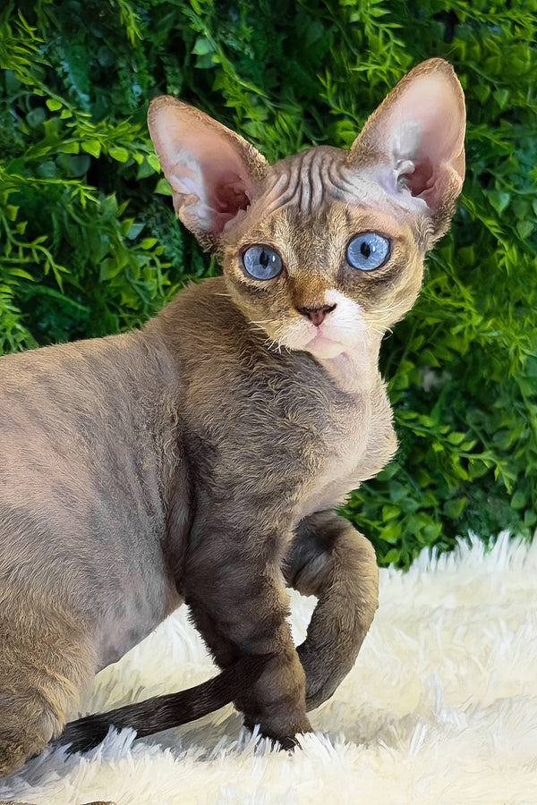 Glamour | Devon Rex Kitten