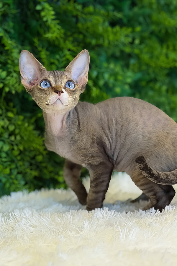 Glamour | Devon Rex Kitten