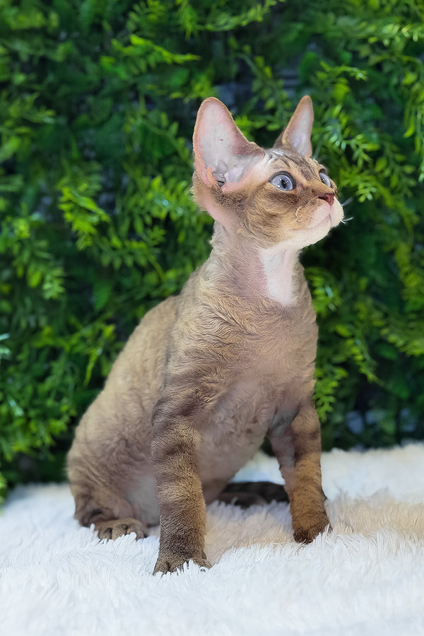Glamour | Devon Rex Kitten