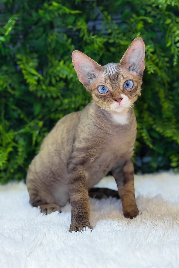 Glamour | Devon Rex Kitten