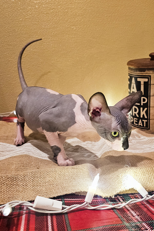 Harley | Sphynx Kitten